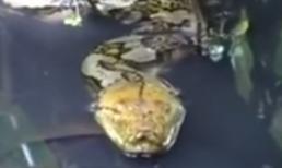 Cận cảnh bắt trăn 'khủng' 80kg