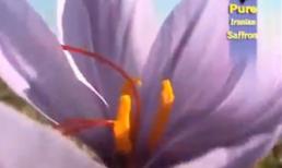 Saffron - Loại gia vị đắt hơn vàng