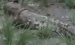 Kinh hãi màn vật lộn với trăn khổng lồ giữa ruộng lúa