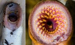 Xuất hiện loài cá có nhiều hàm răng sắc nhọn ở Mỹ