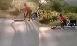 'Chơi' với rắn hổ mang