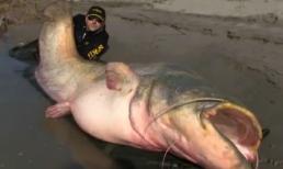 Bắt được con cá trê to nhất thế giới