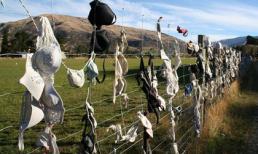 Chiêm ngưỡng dãy hàng rào chứa hàng nghìn áo ngực phụ nữ