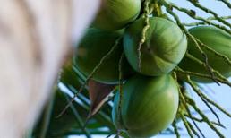 Công dụng tuyệt vời của 7 bộ phận trên cây dừa