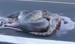 Trăn mẹ khổng lồ bị xe đâm, con văng khắp đường