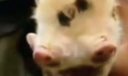 Lợn có 2 đầu và 3 mắt kinh dị