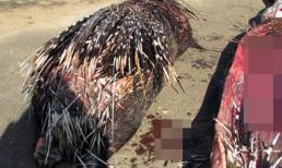 Ghê rợn trăn khổng lồ chết đau đớn sau khi nuốt trọn con nhím