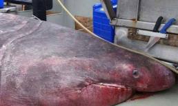 Bắt được 'quái vật biển sâu' dài tới 6,5m