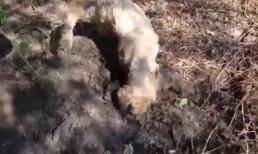 Cảm động hình ảnh về chú chó sủa liên tục gọi 'bạn thân' đã chết