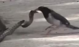 Chim mẹ điên cuồng tấn công rắn để trả thù cho con