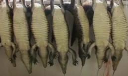 Rùng mình cảnh lột da cá sấu dã man để làm những túi xách hàng hiệu