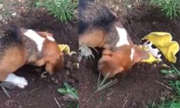 Clip chó lấp đất chôn con gây xúc động mạnh