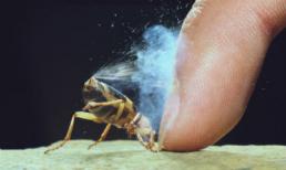 Những loài động và thực vật 'bốc mùi' nhất thế giới