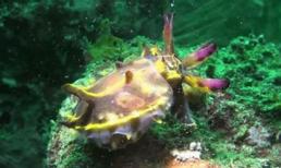 Hình ảnh hiếm hoi khi mực thay đổi màu sắc dưới biển 