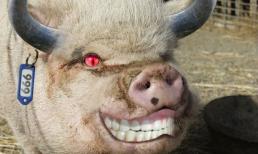 'Chết cười' với những hình ảnh động vật bị photoshop (P10)