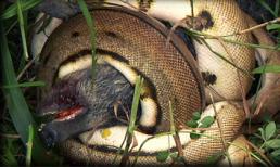 Trăn khổng lồ săn lợn rừng