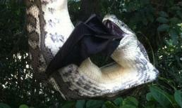 Kinh hãi phát hiện trăn lớn nuốt chửng dơi khổng lồ ngay trong vườn nhà