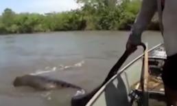 Đùa với rắn khổng lồ tại rừng Amaron