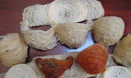 Bí mật kinh hoàng chưa bao giờ được kể về yến sào 