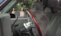 Chú mèo 'bá đạo' nhất năm