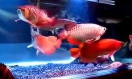 Bộ sưu tập cá rồng tiền tỉ của đại gia