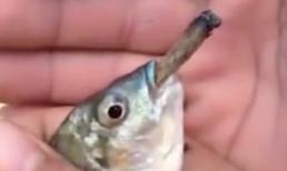 Cho cá hút thuốc lá gây phẫn nộ