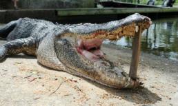 Giết cá sấu khổng lồ dài hơn 3m để trả thù cho bạn