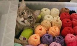 Cười nghiêng ngả với loạt ảnh hài hước về động vật