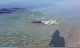 Cá mập săn mồi ở bãi tắm