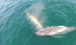 Cá voi tạo cầu vồng