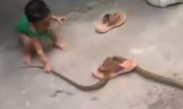 Bé 2 tuổi bắt rắn độc