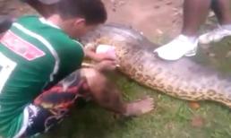 Mổ bụng trăn khổng lồ nuốt chó pitbull