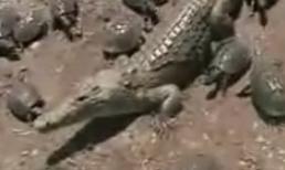 Cá sấu 'bất lực' trước đàn ba ba 