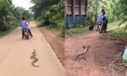 Rắn bị trói, kéo lê trên đường vì... trộm gà