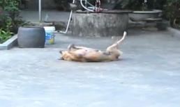 Chó 'quẩy' tưng bừng giữa ban ngày