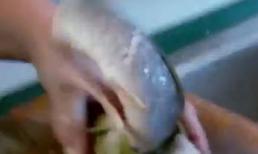 Chú cá vẫn chuyển động dù bị chặt đầu hơn nửa giờ trước