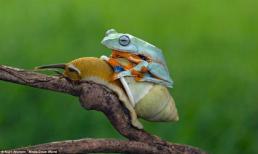 Khoảnh khắc ốc sên 'cõng' ếch tuyệt đẹp