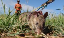 Chuột khổng lồ làm nhiệm vụ... dò mìn