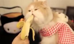 Mèo ú ăn chuối cực kute