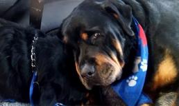 Chú chó khóc khi biết chó anh bị chết