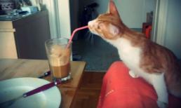 'Chết cười' với những hình ảnh hài hước của mèo