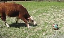 Sau khi xem clip đừng ai nói 'ngu như bò' nữa nhé