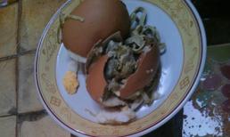 Phát hoảng với ký sinh trùng sống trong lòng đỏ trứng