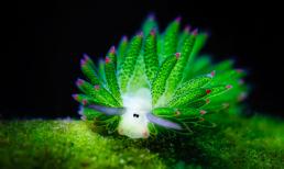 Loài sinh vật phát sáng 'nhìn là yêu' ẩn mình dưới biển