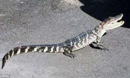 Xuất hiện cá sấu 3 chân ở trên đường phố