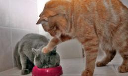 'Chết cười' với những hình ảnh hài hước của loài mèo (P 2)