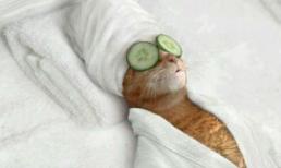 'Chết cười' với những hình ảnh hài hước của loài mèo (P3)