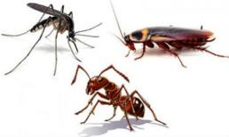 Mẹo vặt giúp xua đuổi kiến, gián, muỗi hiệu quả 