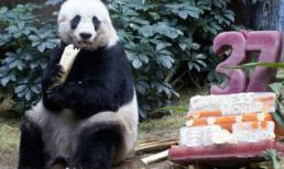 Gấu trúc già nhất thế giới đón sinh nhật