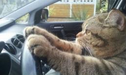 'Chết cười' với những hình ảnh hài hước của loài mèo (P4)